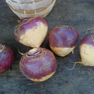 Laurentian Rutabaga Thumbnail
